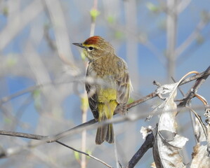 Palm Warbler - Setophaga palmarum - Migrating Seasonal Bird of North America