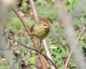 Palm Warbler - Setophaga palmarum - Migrating Seasonal Bird of North America