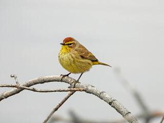 Palm Warbler - Setophaga palmarum - Migrating Seasonal Bird of North America