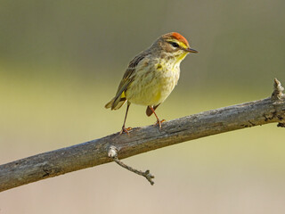 Palm Warbler - Setophaga palmarum - Migrating Seasonal Bird of North America