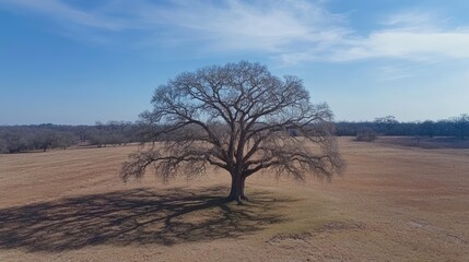 Obraz premium Lone Oak Tree in a Vast Brown Field