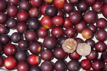 Table full of ripe camu camu fruit, a berry in cross-section to show the pulp. Camucamu (Myrciaria dubia) is a fruit with the highest concentration of vitamin C. Banks of Rio Negro, Amazonas, Brazil.