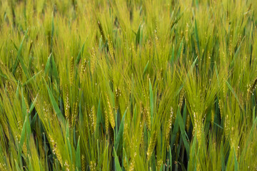 Young barley field in the spring