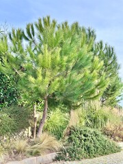 pine tree in the garden