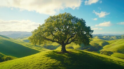 Majestic Oak Tree on Rolling Green Hills Landscape