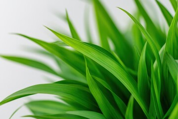Obraz premium close up of fresh green grass blades