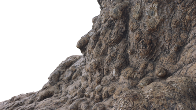 Part of a tree trunk of a bizarre shape on a white background in PNG format