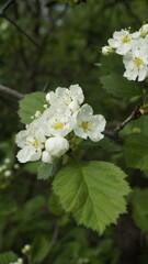 Blooming hawthorn tree