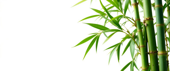 Naklejka premium wide closeup photo of natural green color fresh bamboo branch in white background with blank text space 