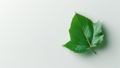 Fresh Green Leaf on Light Background with Natural Textures