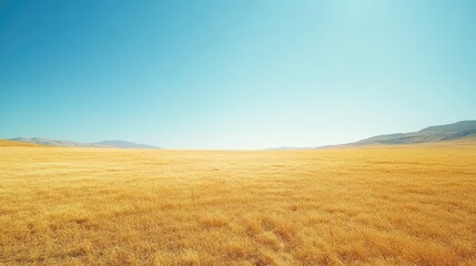 Golden Wheat Field Under a Clear Blue Sky