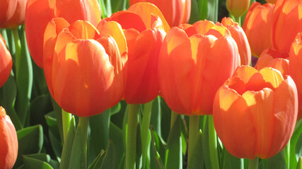 Obraz premium red and yellow tulips