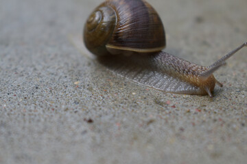 snail against stone