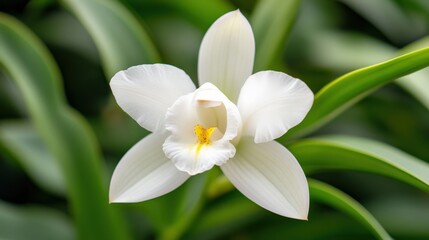 Fototapeta premium Close-up of a delicate white orchid flower with a yellow center