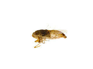 dead cicada or katydid insect shell isolated on white (Cicadidae)