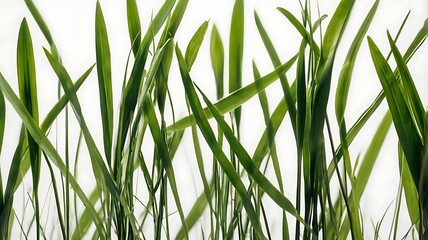 Naklejka premium Grass isolated on white and white background, Green grass on the white background.