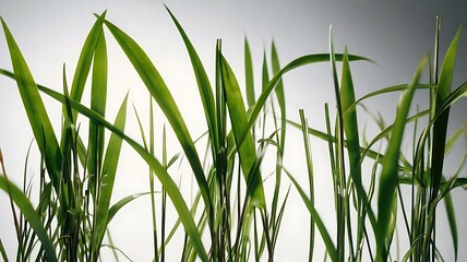 Naklejka premium Grass isolated on white and white background, A plant that is growing in a white background