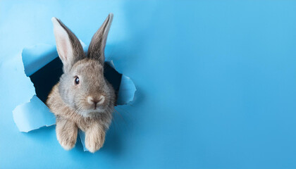 Cute fluffy bunny looking out of torn pastel blue crumpled paper background. Funny pet, animal