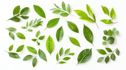 Naklejka premium Assorted Green Leaves Arranged on White Background