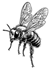Artistic Bee Line Art High-Quality Monochrome Design, Sketch, No Background 