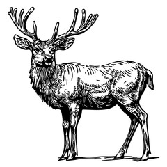Artistic Cartoon Deer Line Art High-Quality Monochrome Design, Sketch, No Background 