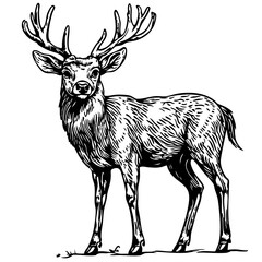 Artistic Cartoon Deer Line Art High-Quality Monochrome Design, Sketch, No Background 