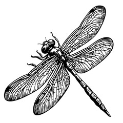 Artistic Cartoon Dragonfly Line Art High-Quality Monochrome Design, Sketch, No Background 