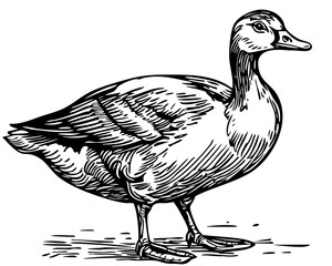Artistic Cartoon Goose Line Art High-Quality Monochrome Design, Sketch, No Background 