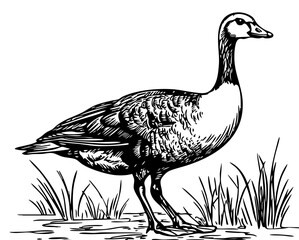 Artistic Cartoon Goose Line Art High-Quality Monochrome Design, Sketch, No Background 