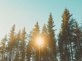 Sunlight shining through tall pine trees against a clear sky on a sunny day. Forest background.