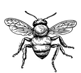 Black-and-White Bee Precision and Detail in Illustration, Sketch, No Background 