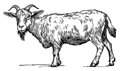 Black-and-White Cartoon Goat Precision and Detail in Illustration, Sketch, No Background 