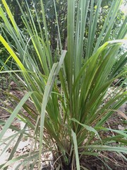 Obraz premium aloe vera plant