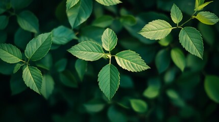 Beautiful green leaves on a plant in a garden during the summer. The fresh, natural greenery creates a vibrant background for a cover page or wallpaper, evoking the beauty of nature and ecology.