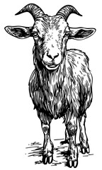 Classic Cartoon Goat Artwork High-Contrast Black-and-White Art, Sketch, No Background 