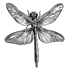 Detailed Cartoon Dragonfly Drawing Perfect for Design and Art Projects, Sketch, Transparent Background