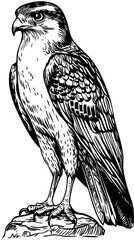 Detailed Cartoon Falcon Drawing Perfect for Design and Art Projects, Sketch, Transparent Background 