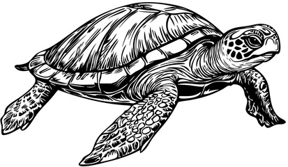 Fototapeta premium Detailed Sea Turtle Drawing Perfect for Design and Art Projects, Transparent Background, Sketch