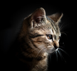 Un chat mannequin