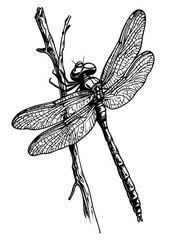Elegant Illustration of Cartoon Dragonfly Monochrome Art in High Detail, Sketch, No Background
