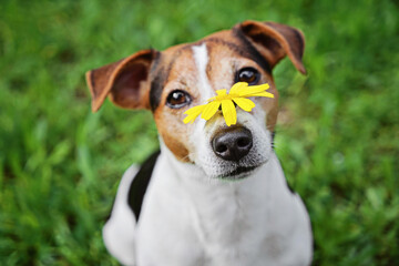 Dog with yellow daisy on his nose, facing allergy triggers from pollen, allergy causing playful sneezes. Allergy prompting pet owners to consider safer relief methods daily