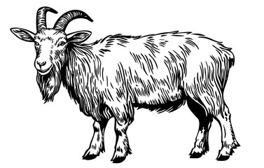 Elegant Illustration of Cartoon Goat Monochrome Art in High Detail, Sketch, No Background