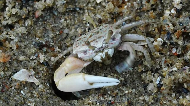 Fiddler crabs are small, coastal crabs known for the distinctive size difference between their two claws, with one being much larger than the other, resembling a "fiddle" or "violin." 