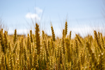 Epi de blé 