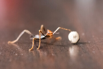 Phasme en bokeh