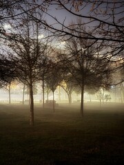 trees in the fog