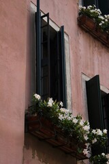 window with flowers