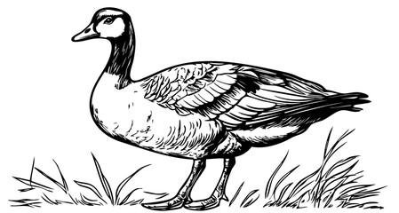 Monochrome Cartoon Goose Exquisite Hand-Drawn Illustration, Sketch, No Background