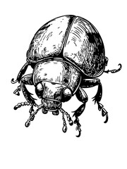 Elegant Illustration of Cartoon Ladybug Monochrome Art in High Detail, Sketch, No Background