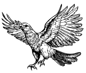 Elegant Illustration of Phoenix Monochrome Art in High Detail, Sketch, No Background